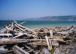 Driftwood Magic